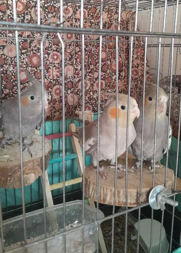 عروس هلندی ۲ماهه|پرنده|قم, پردیسان|دیوار