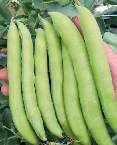 بذر باقالی|عمدهفروشی|سیلاخور, |دیوار