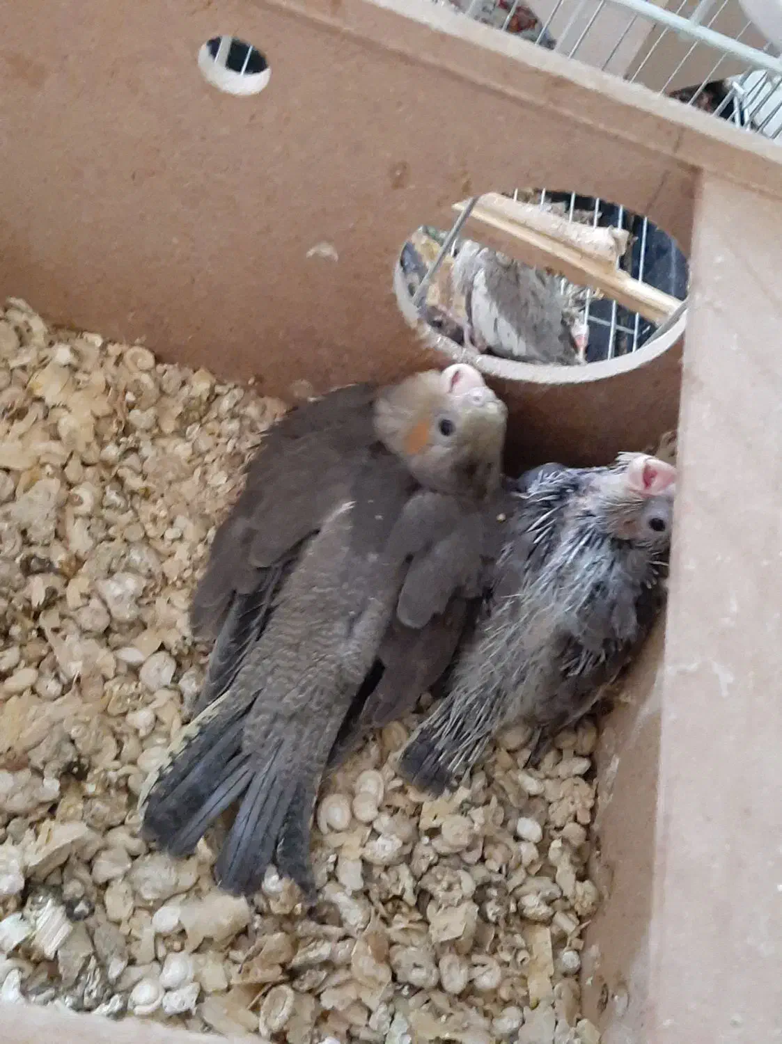 پرنده عروس پاریس ۷ عدد|پرنده|اهواز, کوی بشارت|دیوار