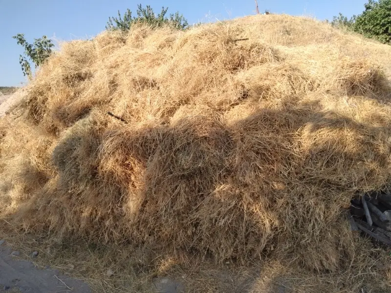 علف|خدمات باغبانی و درختکاری|مراغه, |دیوار