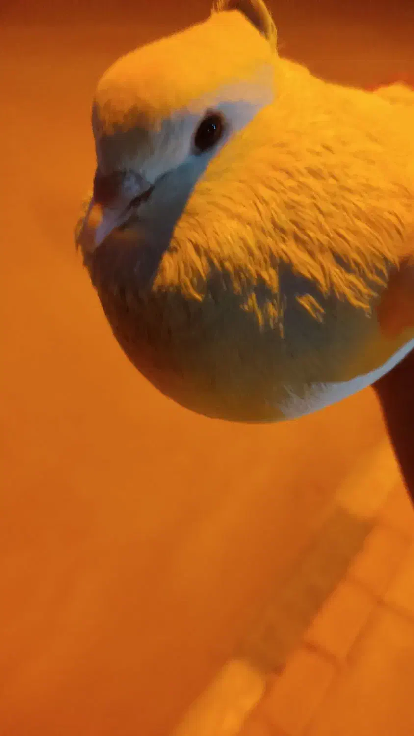 کبوتر سفید نر|پرنده|خورموج, |دیوار