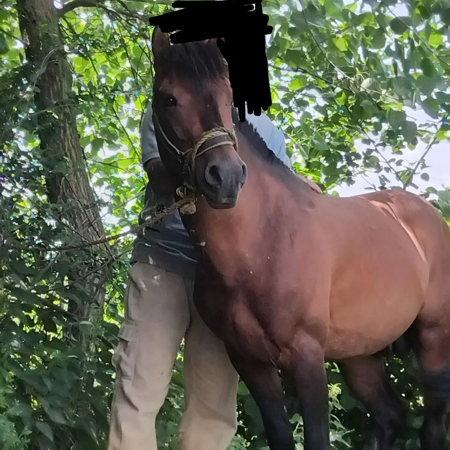 اسب کهر سواری|اسب و تجهیزات اسب‌سواری|سیاهکل, |دیوار