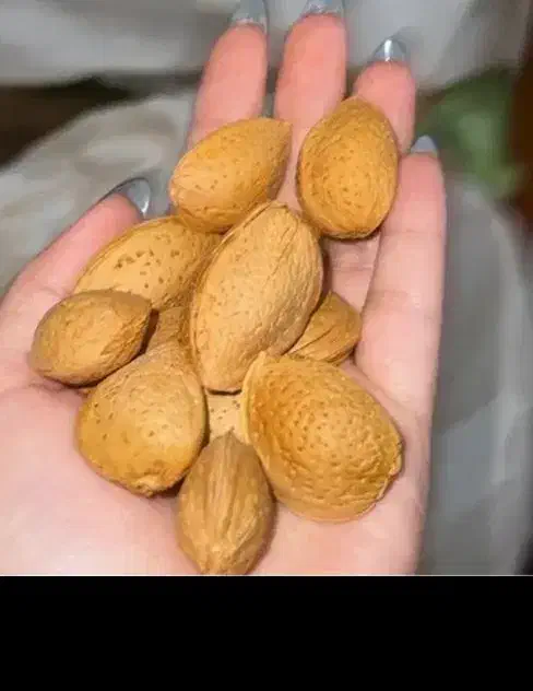 فروش بادام سنگی عمده|خوردنی و آشامیدنی|شیراز, عادل آباد|دیوار