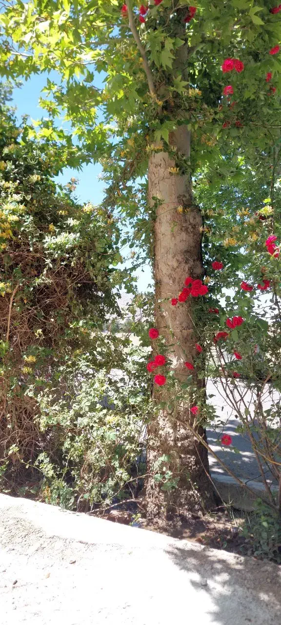 اپارتمان مبله در باغ شهر زیبای نطنز|فروش آپارتمان|نطنز, |دیوار