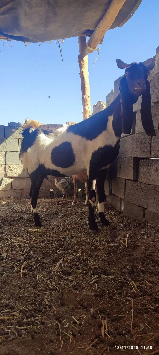 شاه بز گلابی آمریکایی با دو بزغاله|حیوانات مزرعه|خواف, |دیوار