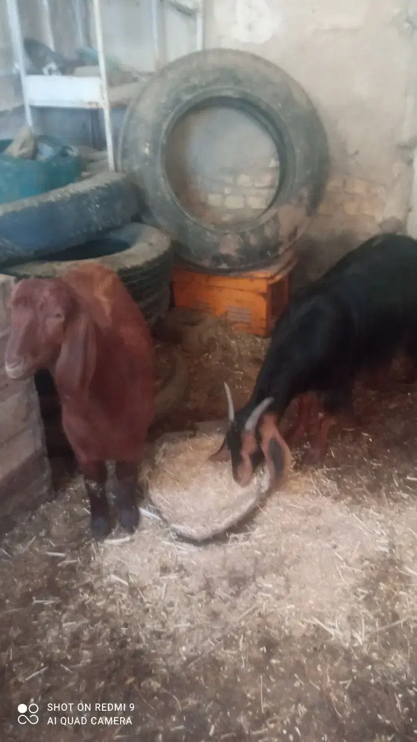 بزوکهر|حیوانات مزرعه|زرقان, |دیوار