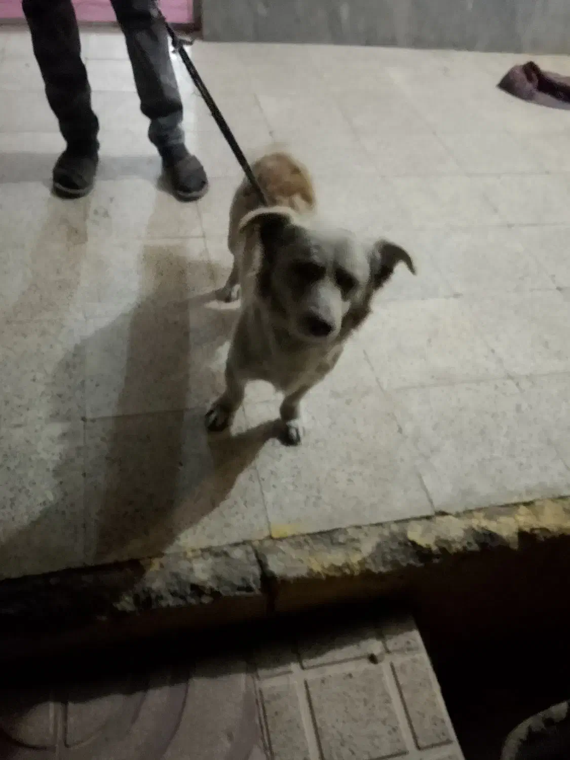 سگ خانگی|سگ|حلب, |دیوار