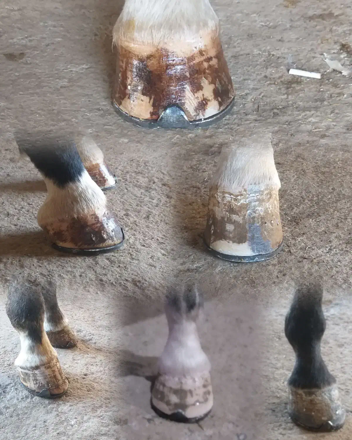 نعلبندی و قیار|اسب و تجهیزات اسب‌سواری|ارومیه, |دیوار