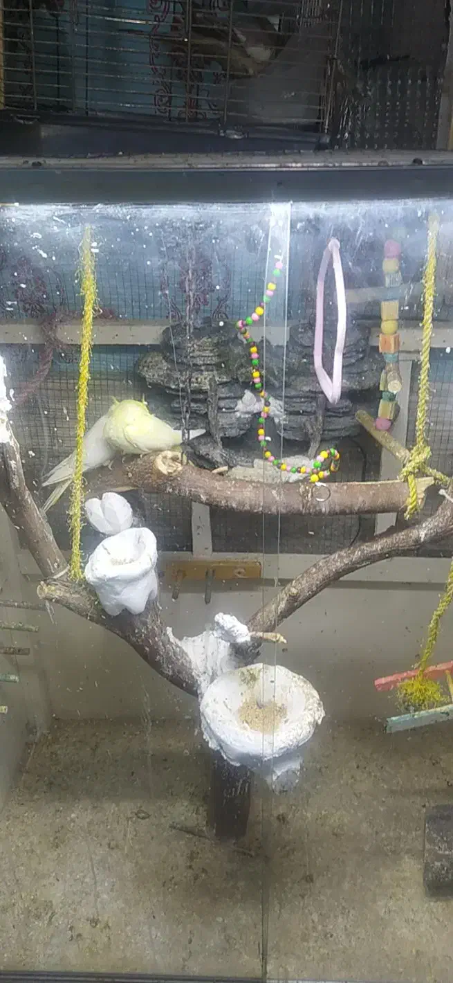 عروس وقفس|پرنده|خرمشهر, |دیوار