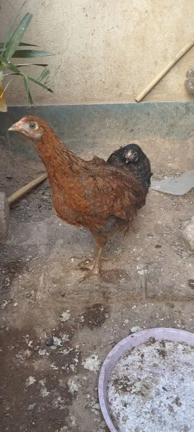 مرغ کوشین و جوجه رسمی|حیوانات مزرعه|ساوه, |دیوار