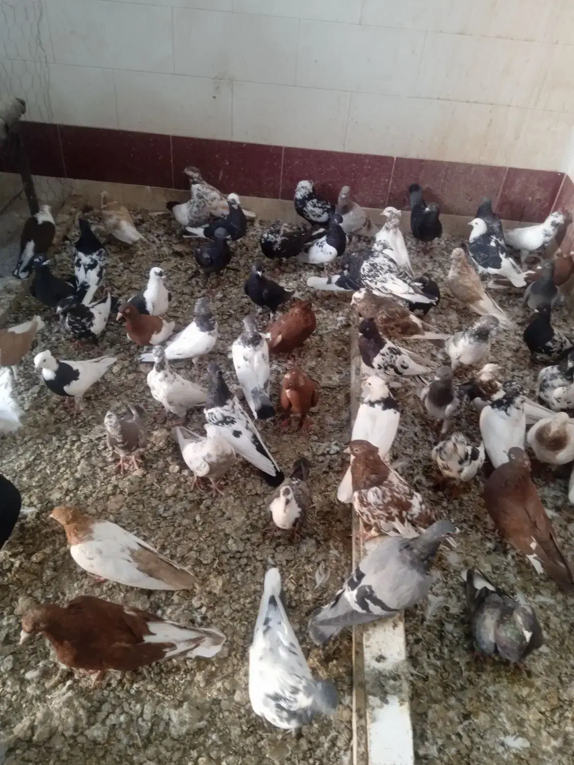 کبوتر|پرنده|اهواز, دغاغله|دیوار