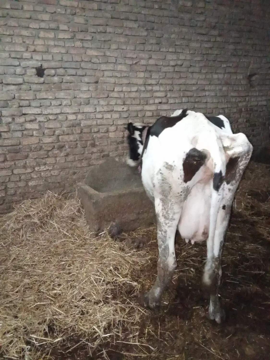 یک عدد گاو شیری با گوساله یک ماه زاییده|حیوانات مزرعه|گرگان, |دیوار