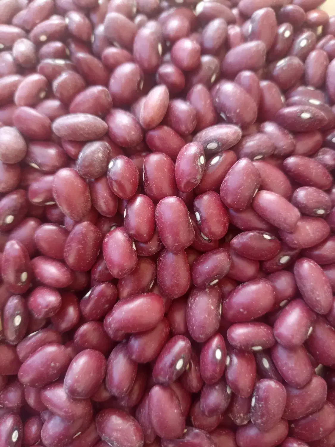 لوبیا قرمز|عمدهفروشی|رزن, |دیوار