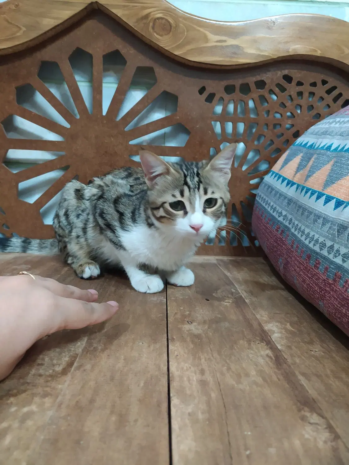 گربه|گربه|میبد, |دیوار