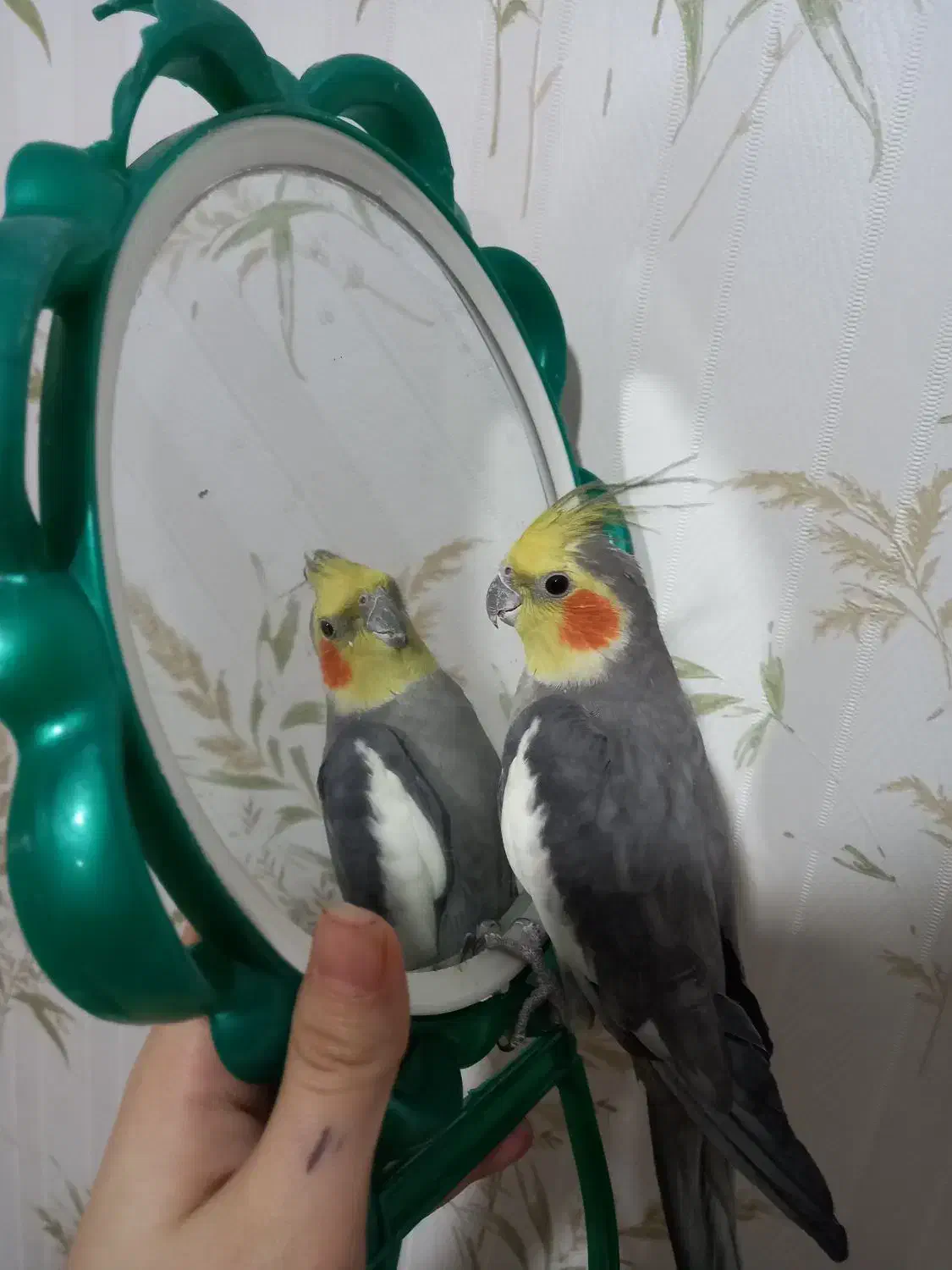 فروش عروس هلندی|پرنده|پاکدشت, شهرک انقلاب|دیوار