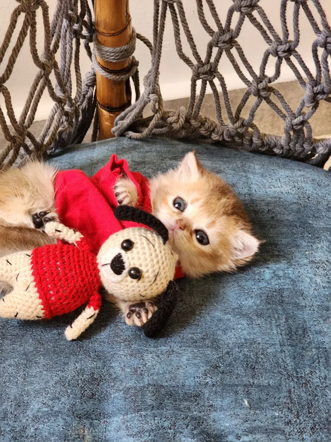 گلد نر|گربه|تهران, جوادیه تهرانپارس|دیوار