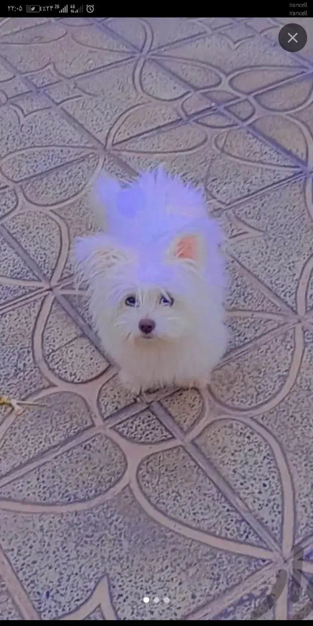 واگذاری فوری|سگ|مشهد, آزادشهر|دیوار