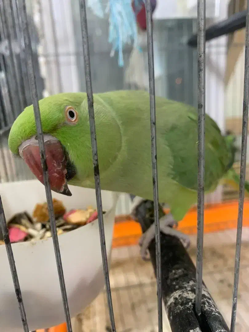 طوطی ملنگو|پرنده|میناب, |دیوار