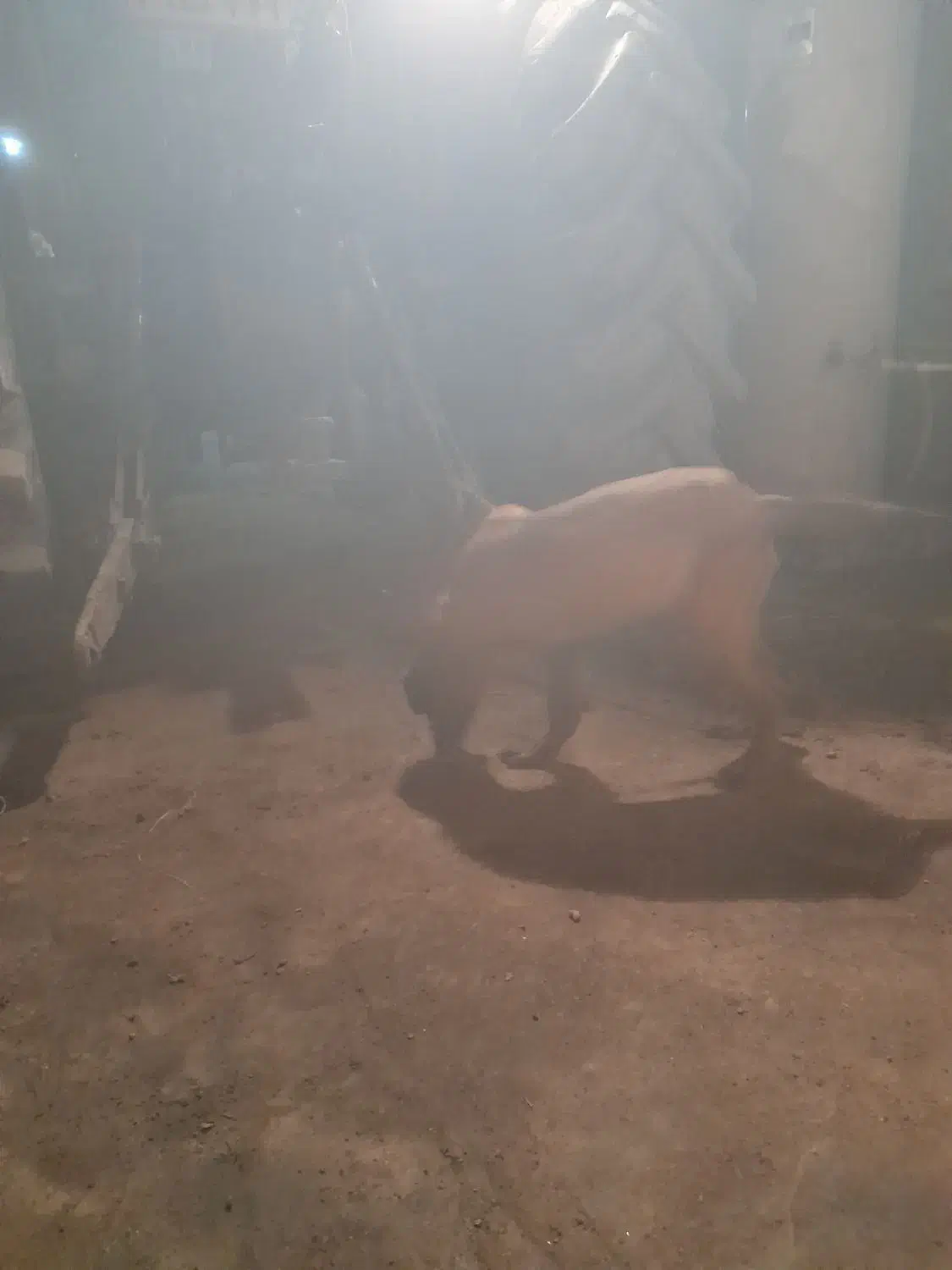 سگ پژدر|سگ|سرخنکلاته, |دیوار