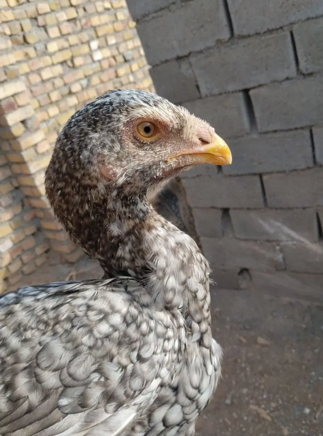 جوجه خروس لاری|حیوانات مزرعه|پائین جام, |دیوار