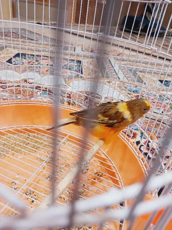 قناری ماده به فروش می رسد|پرنده|بم, |دیوار