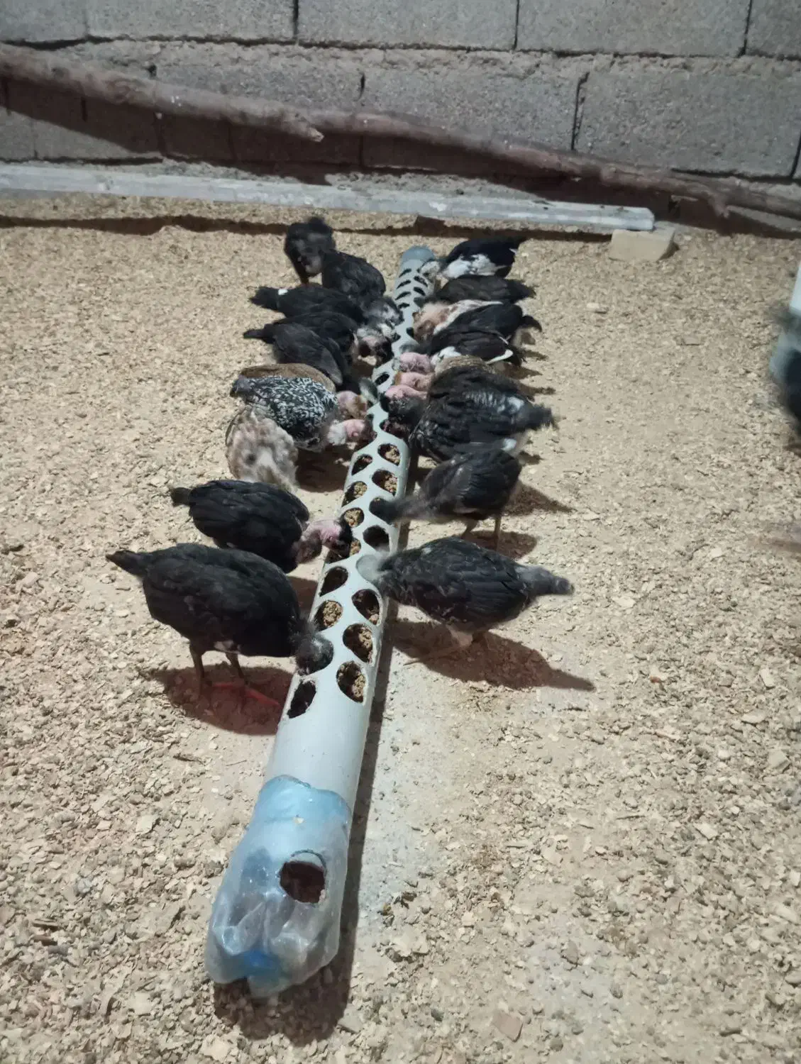 مرغ|حیوانات مزرعه|اندیمشک, |دیوار