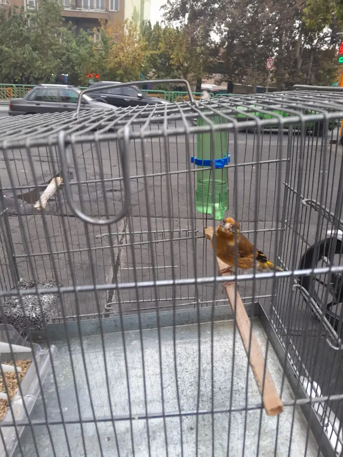 سهره قناری رنگ سرخ|پرنده|تهران, فلسطین (میدان انقلاب)|دیوار