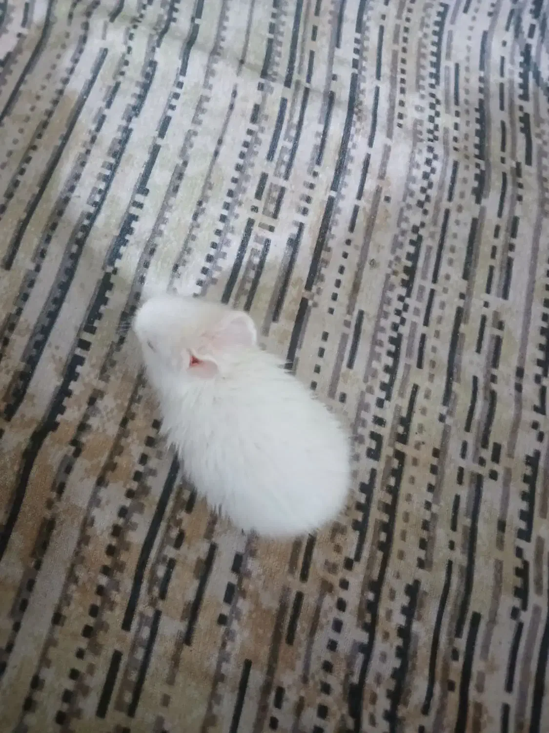 بچه خرگوش|موش و خرگوش|اهواز, معین زاده|دیوار