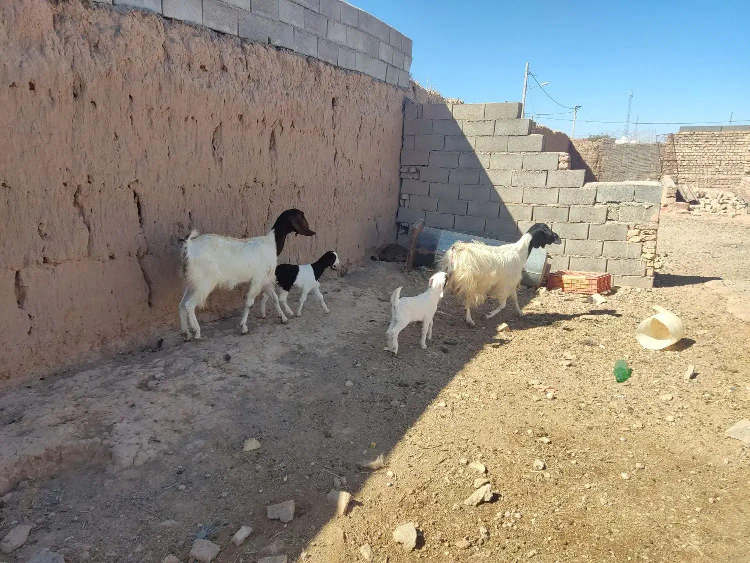 دو عدد بز جوان شیرا مادر  دختری|حیوانات مزرعه|اسفراین, |دیوار