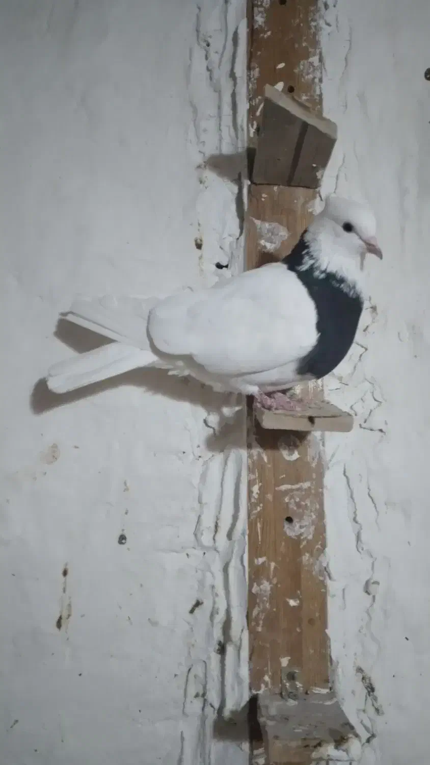 دو عدد طوقی نرماده|پرنده|شیروان (خراسان), |دیوار