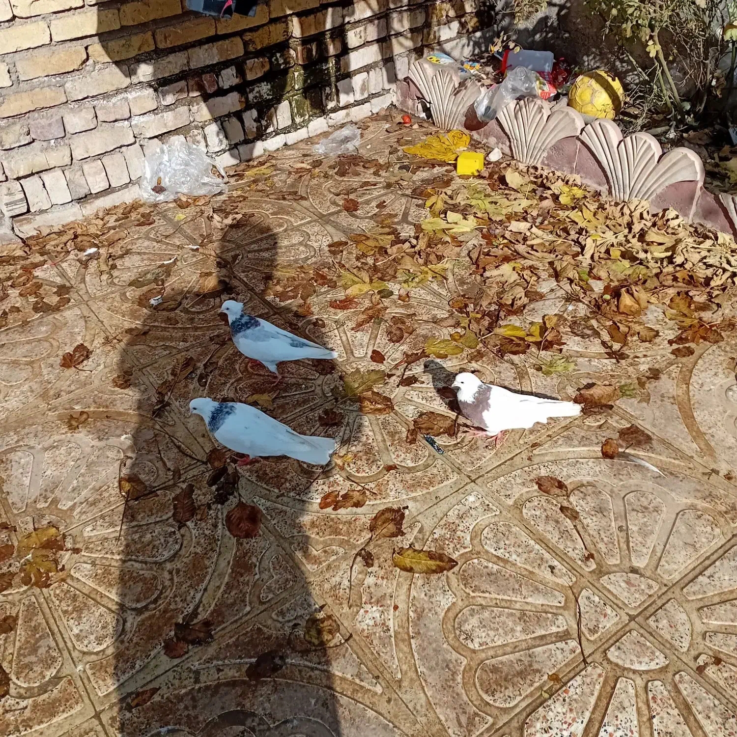 ۳ عدد طوقی بسیار زیبا|پرنده|قزوین, |دیوار