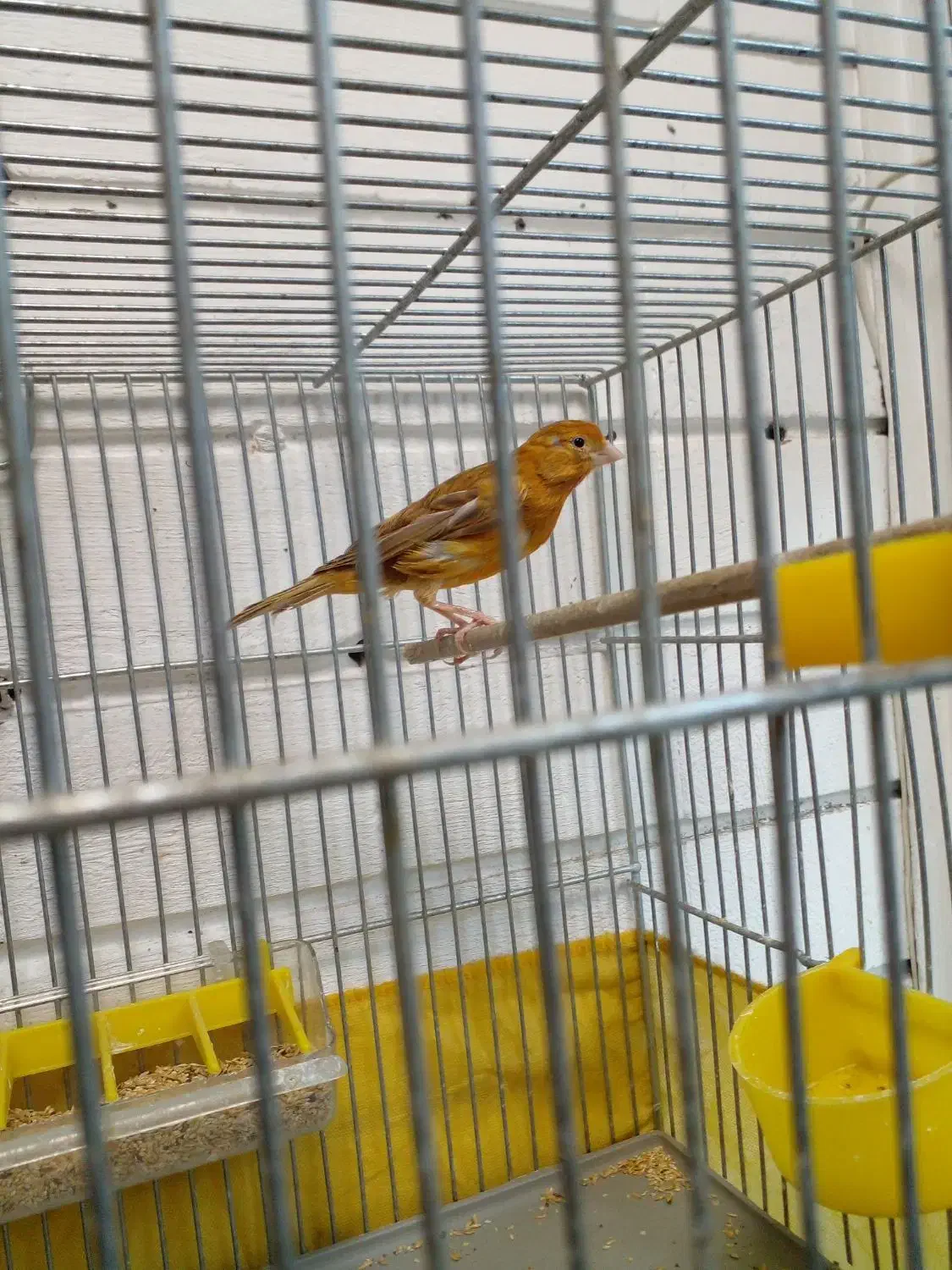 ماده قناری اماده|پرنده|بشاریات, |دیوار