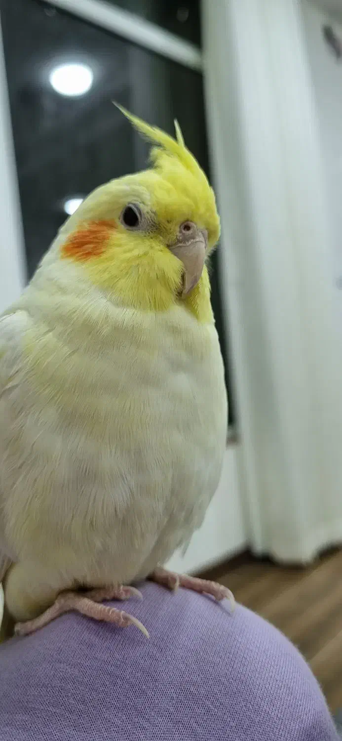 عروس هلندی گم شده|حیوانات|دزفول, |دیوار