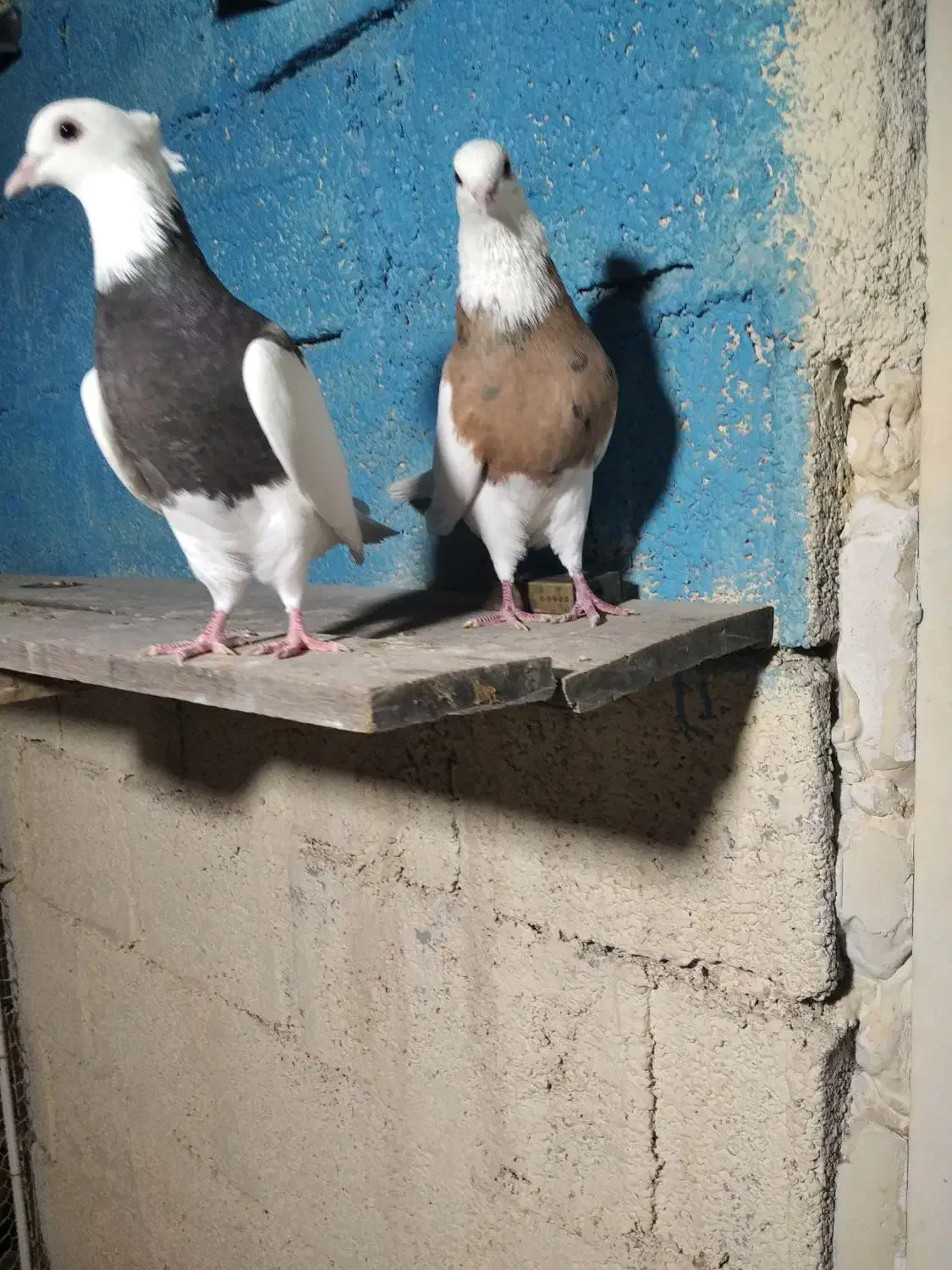 جفت طوقی درجه یک|پرنده|آبپخش, |دیوار