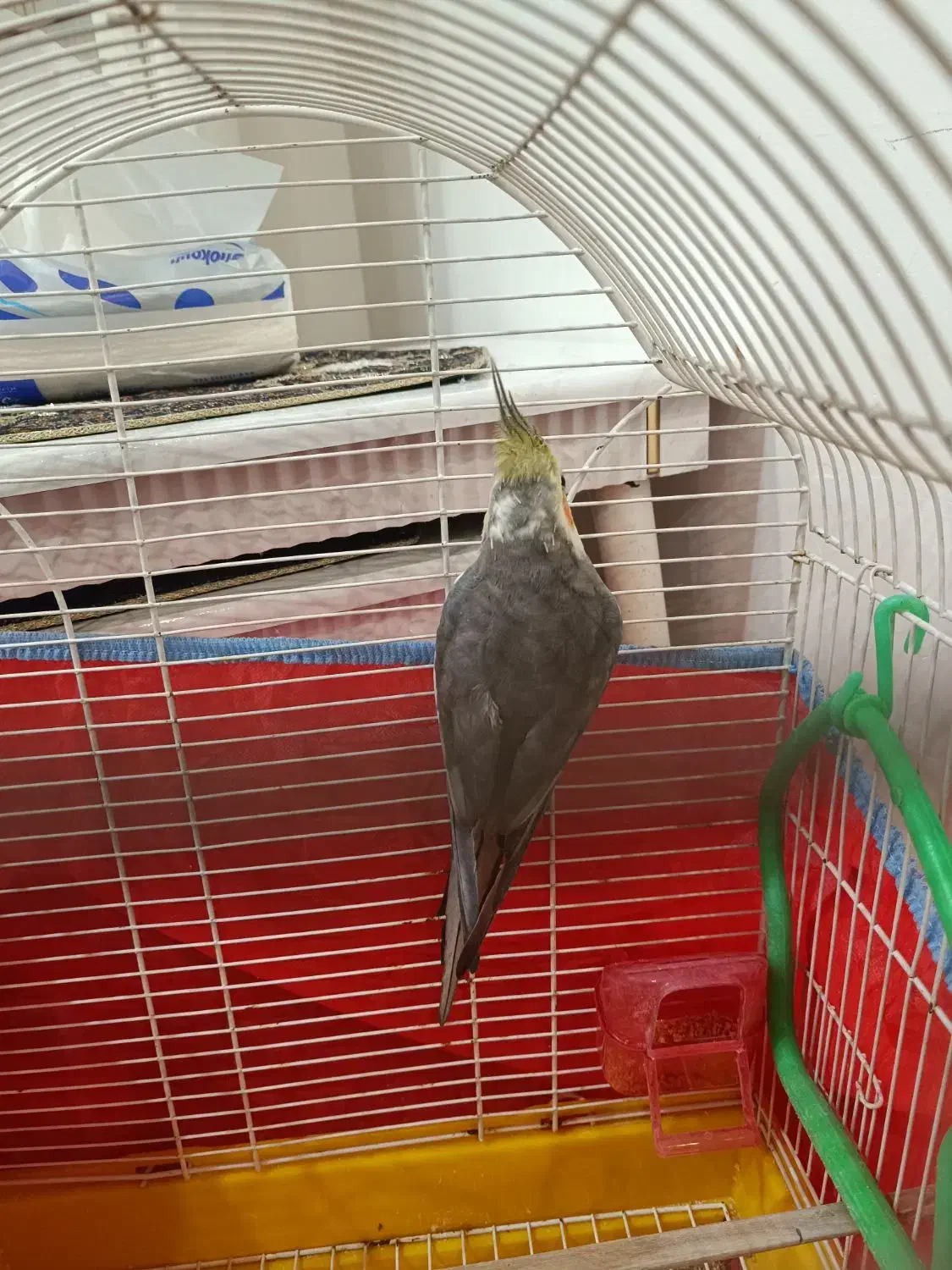 عروس سخنگو بالغ|پرنده|فومن, |دیوار