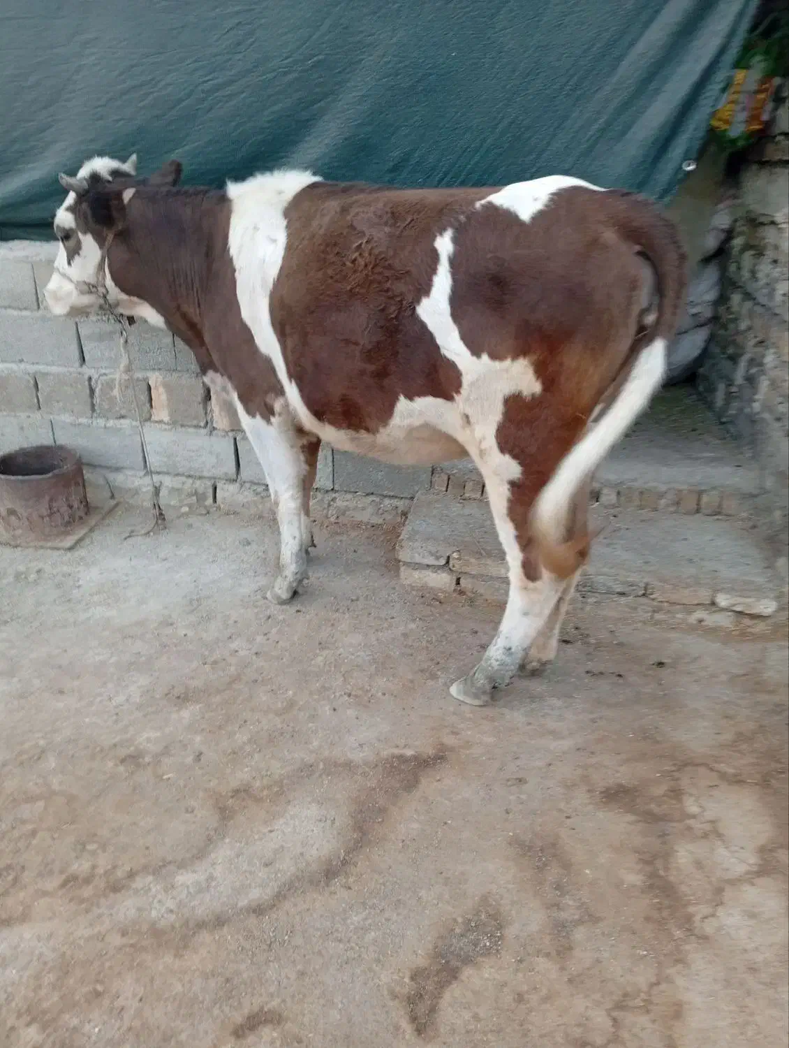 گاو وگوساله|حیوانات مزرعه|پلدختر, |دیوار