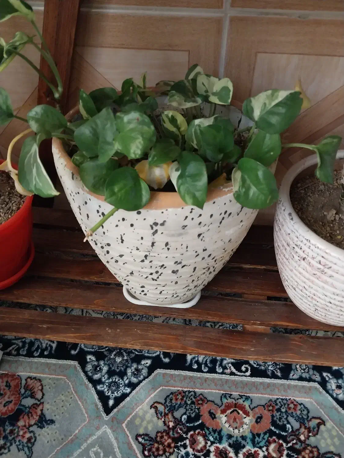 گل کاج مطبق سانسوریا دراسنا برگ انجیلی پتوس ارتشی|گل و گیاه طبیعی|اسلامشهر, شهرک محمدیه|دیوار