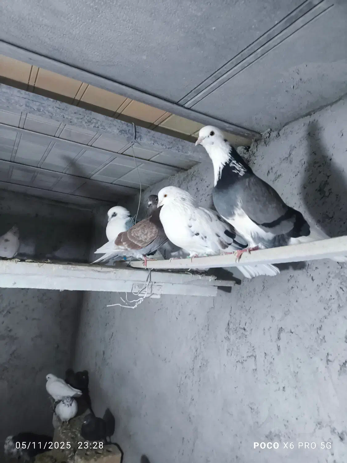 کفتر یا کبوتر|پرنده|صوفیان, |دیوار