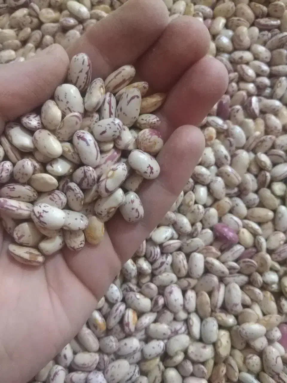 فوری لوبیا چیتی (پاکرده) ببین بعد ببر|خوردنی و آشامیدنی|نجف‌آباد, شهدای غربی|دیوار