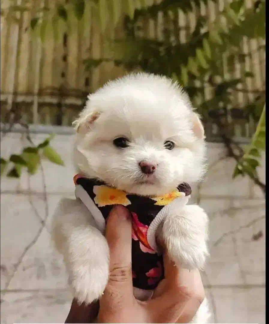 عروسکی|سگ|اصفهان, ملکشهر|دیوار