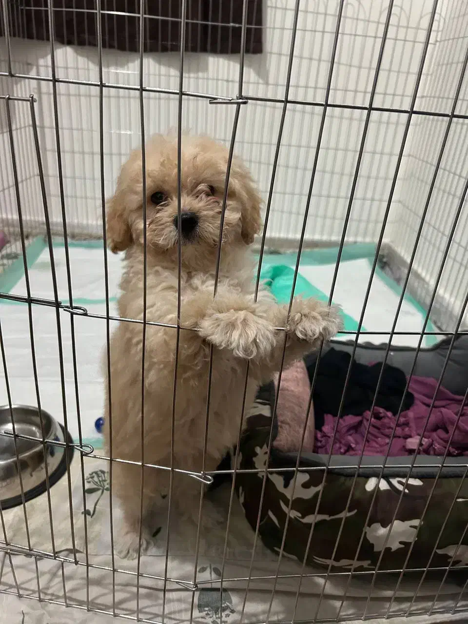 پودل مینیاتوری اپریکات ۳ ماهه|سگ|کرج, گوهردشت|دیوار