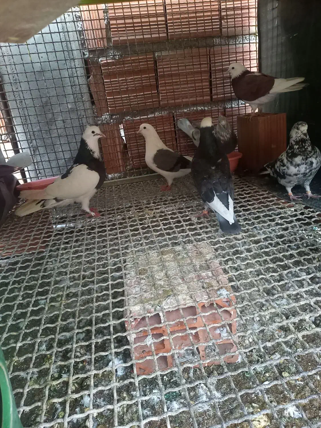 کبوتر|پرنده|مینودشت, |دیوار