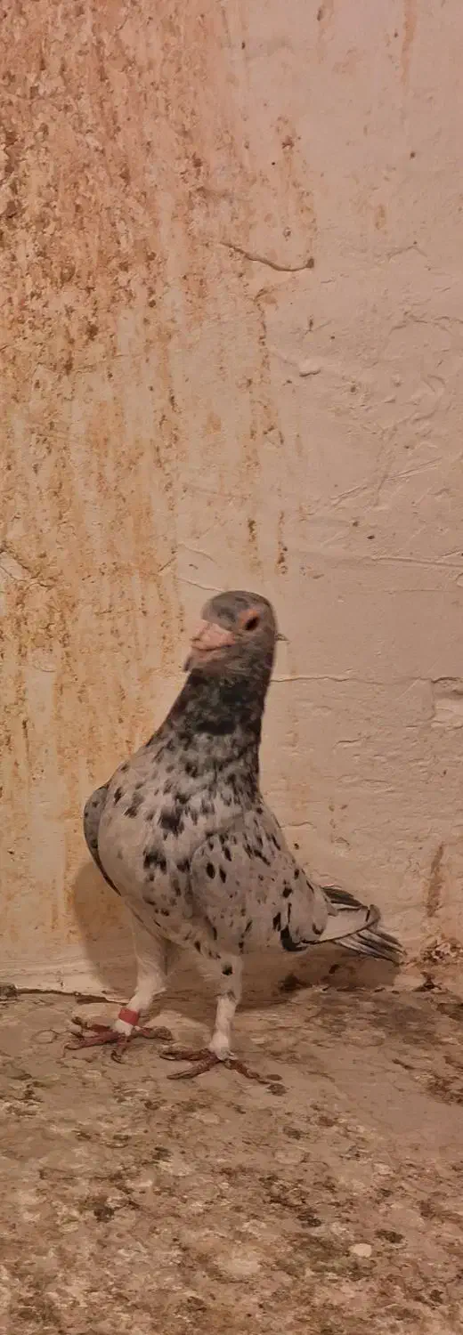 سار هفت رنگ نر|پرنده|مشهد, ادیب نیشابوری (شهرک غرب)|دیوار