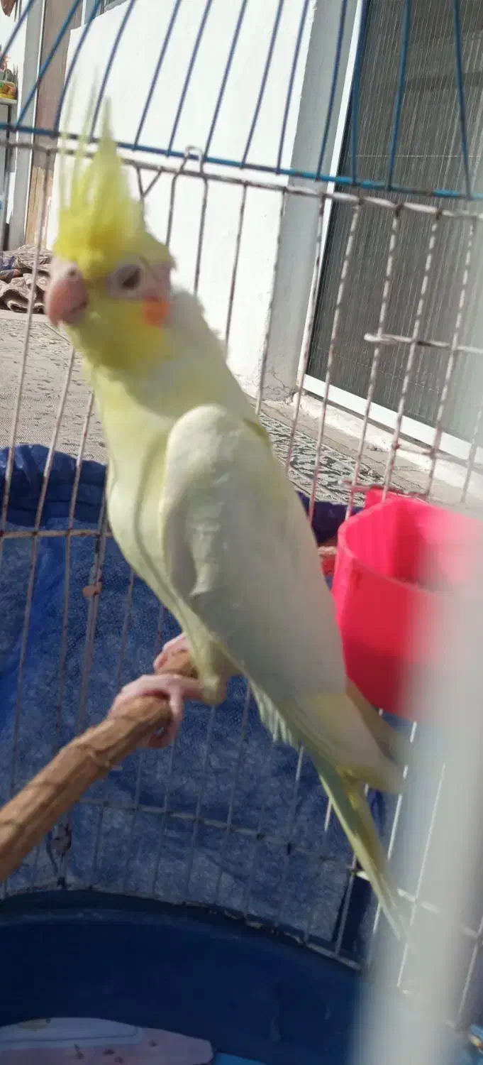 عروس هلندی لوتینو ۴۵ روزه|پرنده|رشت, حومه رشت|دیوار