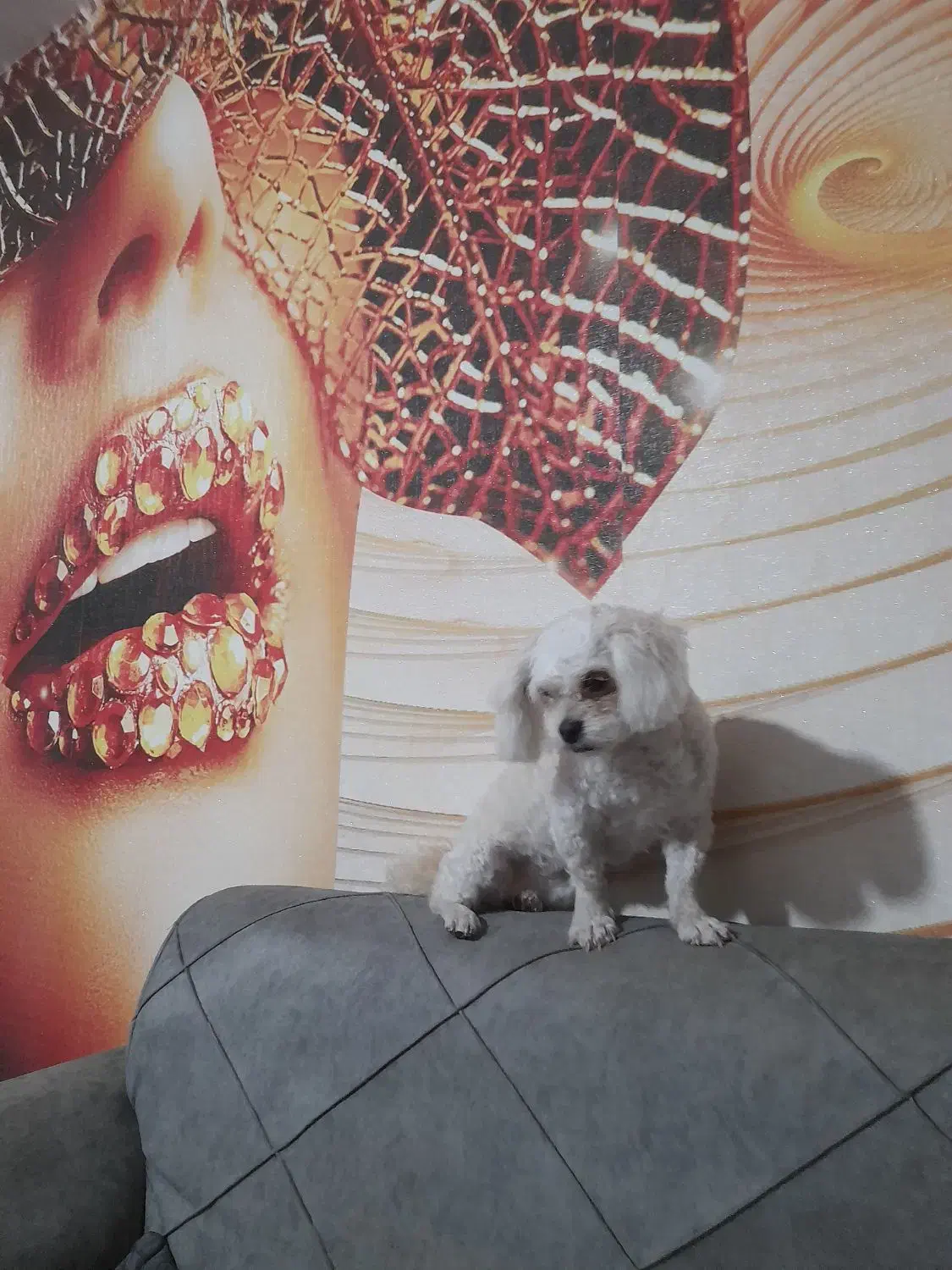 سگ مالتیپو|سگ|بندر انزلی, پیل علی باغ|دیوار