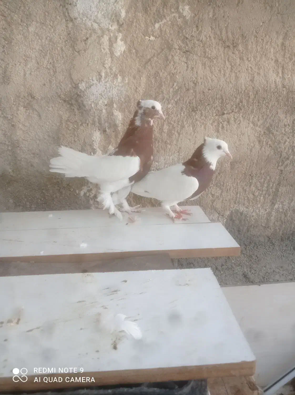 کبوتر طوقی|پرنده|شیراز, گلستان|دیوار