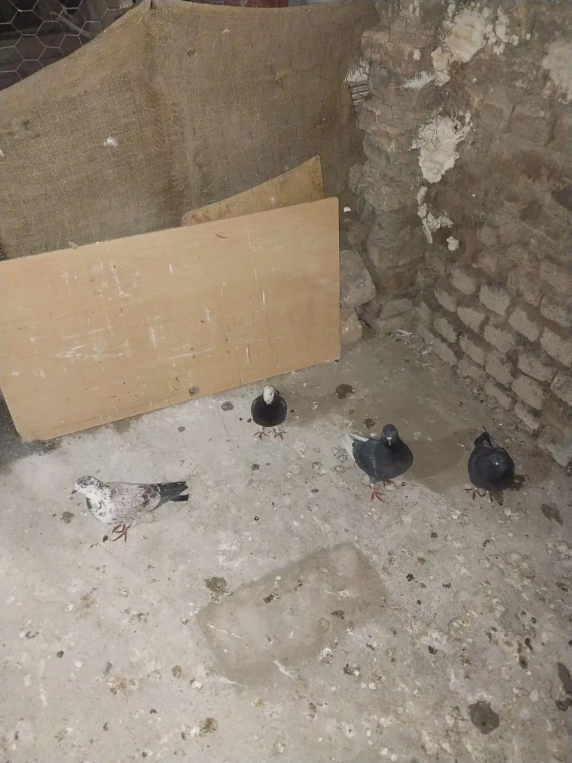 سالم بشرت پرشت|پرنده|دورود, |دیوار