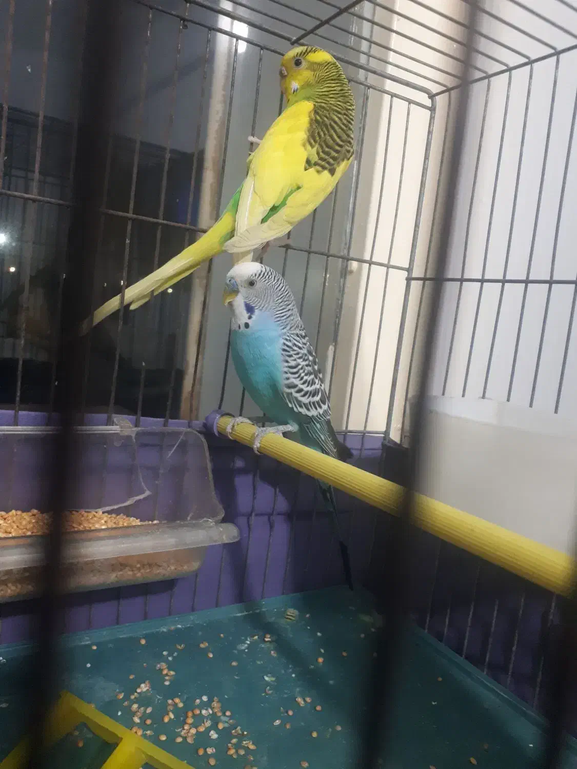 مرغ عشق مولد|پرنده|تهران, کوی نصر مهرآباد|دیوار