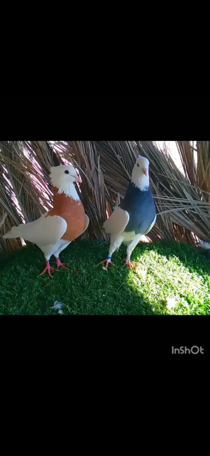 کبوتر|پرنده|زرین دشت (فارس), |دیوار