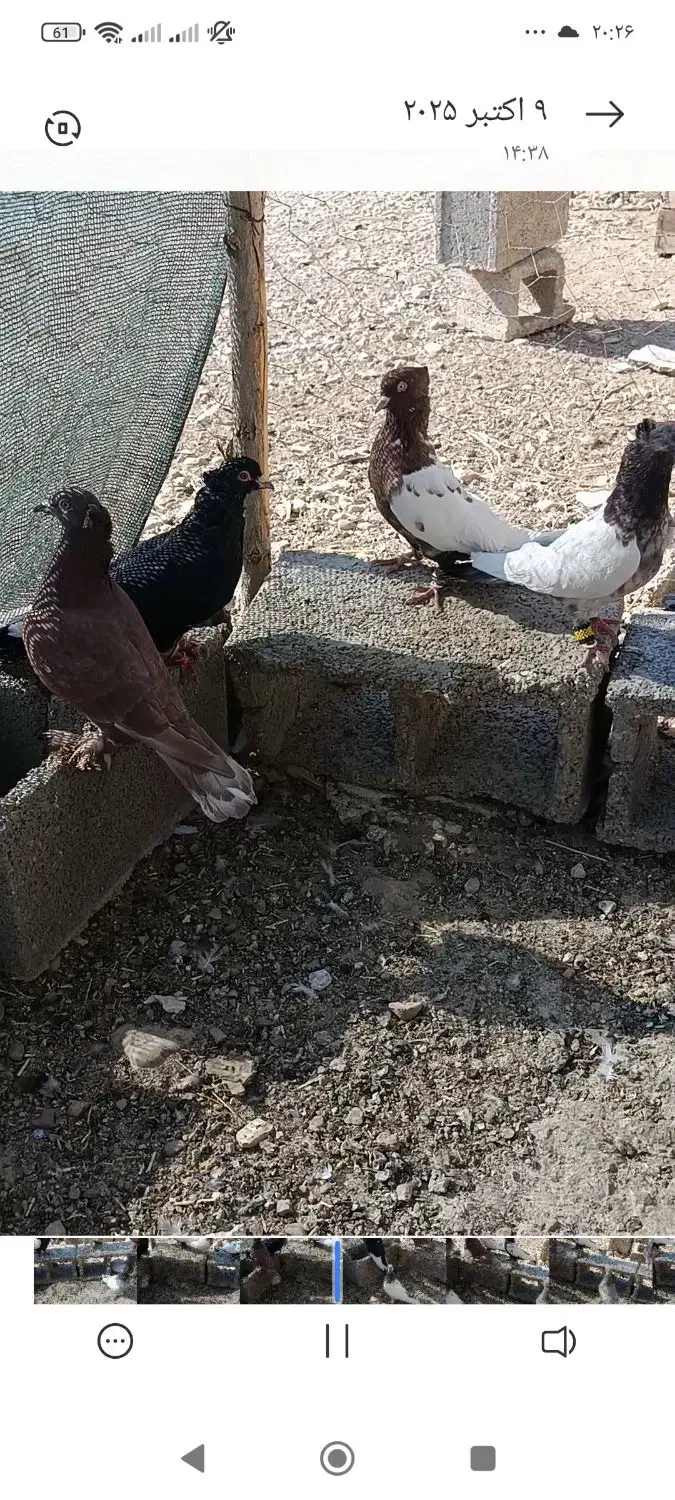 کبوتر|پرنده|شیراز, فخرآباد (دروازه کازرون)|دیوار